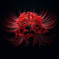 Ai image a beautiful red spider lily flower bloom in the dark Royalty Free Stock Photo