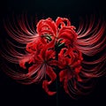 Ai image a beautiful red spider lily flower bloom in the dark Royalty Free Stock Photo