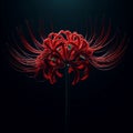 Ai image a beautiful red spider lily flower bloom in the dark Royalty Free Stock Photo