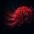 Ai image a beautiful red spider lily flower bloom in the dark Royalty Free Stock Photo