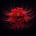 Ai image a beautiful red spider lily flower bloom in the dark Royalty Free Stock Photo