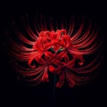 Ai image a beautiful red spider lily flower bloom in the dark Royalty Free Stock Photo