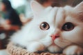 cute little white cat Royalty Free Stock Photo