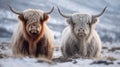 Ai Image Generative Photography Two adorable highland cows relaxing .