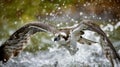 AI Image Generator of A Western Osprey catches a fish, Royalty Free Stock Photo