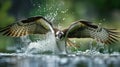 AI Image Generator of A Western Osprey catches a fish, Royalty Free Stock Photo