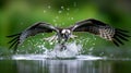 AI Image Generator of A Western Osprey catches a fish, Royalty Free Stock Photo