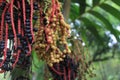 AÃ§ai palm fruits close details photo