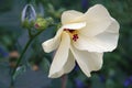 Aibika flower