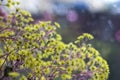 Aichryson - plant, yellow flower on the windowsill, the rain outside the window