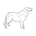 aidi dog, vector sketch outline pencil drawing artwork, black character on white background