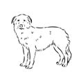 aidi dog, vector sketch outline pencil drawing artwork, black character on white background