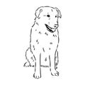 aidi dog, vector sketch outline pencil drawing artwork, black character on white background