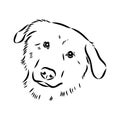 aidi dog, vector sketch outline pencil drawing artwork, black character on white background