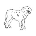 aidi dog, vector sketch outline pencil drawing artwork, black character on white background