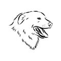 aidi dog, vector sketch outline pencil drawing artwork, black character on white background