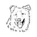 aidi dog, vector sketch outline pencil drawing artwork, black character on white background