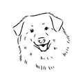 aidi dog, vector sketch outline pencil drawing artwork, black character on white background