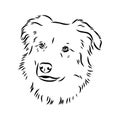 aidi dog, vector sketch outline pencil drawing artwork, black character on white background