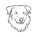 aidi dog, vector sketch outline pencil drawing artwork, black character on white background