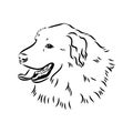 aidi dog, vector sketch outline pencil drawing artwork, black character on white background