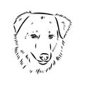 aidi dog, vector sketch outline pencil drawing artwork, black character on white background