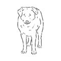 aidi dog, vector sketch outline pencil drawing artwork, black character on white background