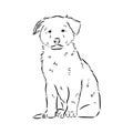 aidi dog, vector sketch outline pencil drawing artwork, black character on white background