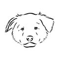 aidi dog, vector sketch outline pencil drawing artwork, black character on white background