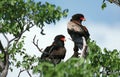 AIGLE  BATELEUR terathopius ecaudatus Royalty Free Stock Photo