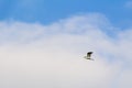 Aigrette early summer morning, Delta of river Ebro, Spain Royalty Free Stock Photo