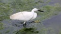 Aigrette garzette in the marshes Royalty Free Stock Photo