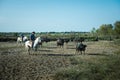 Aigues-Mortes, Camargue, Southern France, September 19, 2018. The Camargue Cowboys, riding on beautiful Camargue white horses Royalty Free Stock Photo