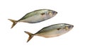 Aila Fish Bangada (Mackerel) fish isolated on white background Royalty Free Stock Photo