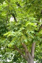 Ailantholist walnut Siebold`s nut Juglans ailantifolia Carriere. Fragment of the crown of a tree