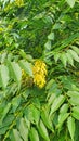 The Ailanthus altissima