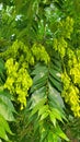 The Ailanthus altissima