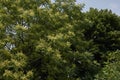 Ailanthus altissima blossom in spring Royalty Free Stock Photo