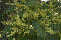 Ailanthus altissima blossom in spring Royalty Free Stock Photo