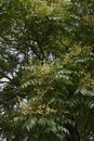 Ailanthus altissima blossom in spring Royalty Free Stock Photo