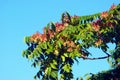 Ailanthus altissima