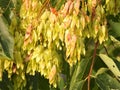 Ailanthus altissima Royalty Free Stock Photo