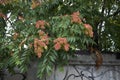 Fresh fruit of Ailanthus altissima