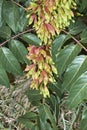 Ailanthus altissima tree