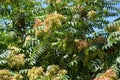 Ailanthus altissima with seeds in august