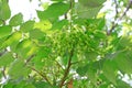 The Ailanthus altissima