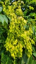 The Ailanthus altissima