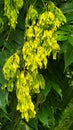 The Ailanthus altissima