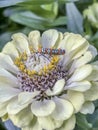 Ailanthus webworm ,Atteva