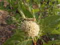 Ailanthus Webworm Moth on a button bush